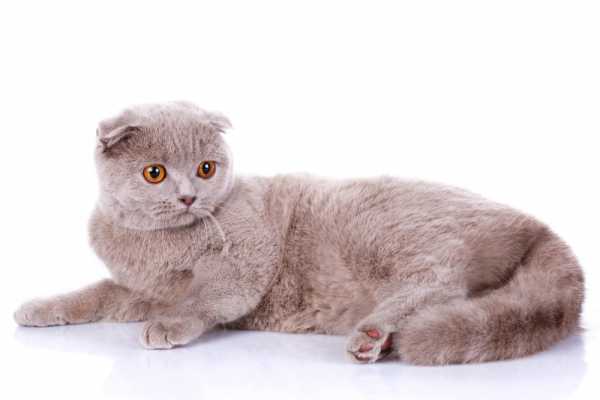 Биологические и поведенческие особенности вислоухого кота